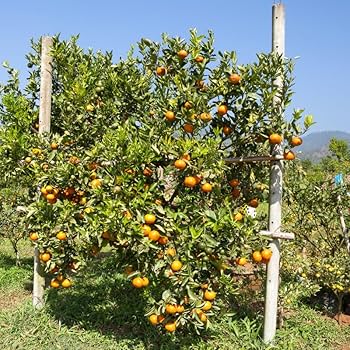 Amazon.com: Orange Tree Live in Pot, Orange Tree from 24